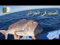 صيد الاسماك في الجزائر 11 و 12 نوفمبر 2025 La Pèche En Algérie Au Vif Sépia