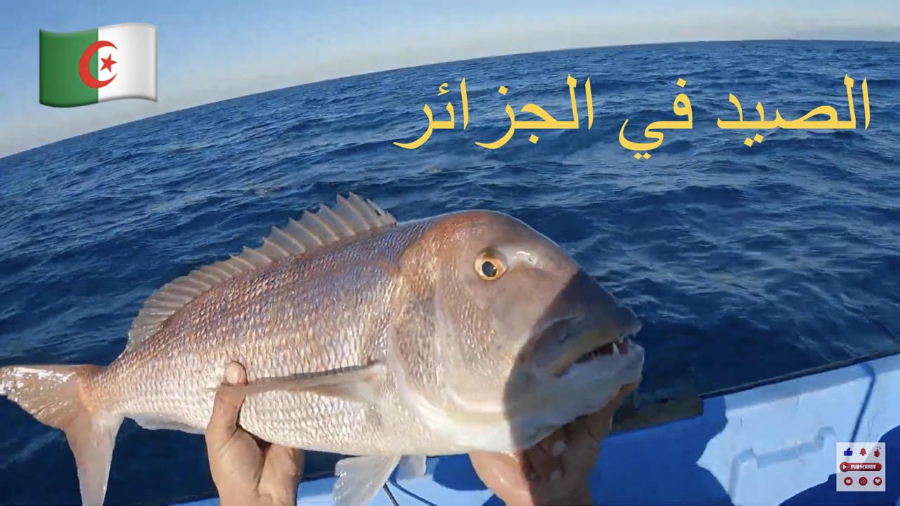 صيد الاسماك في الجزائر 11 و 12 نوفمبر 2025 la pèche en Algérie au vif (sépia)