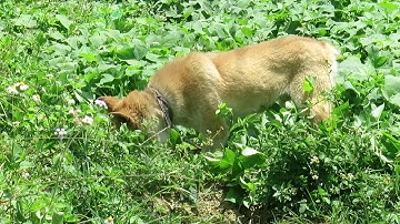 Chó Hmông cộc: SÓI VÀNG (Nguồn gốc: Hà Giang)
