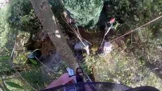 Famous Tree pruning Bedford - willow tree Pollarding Net Worth