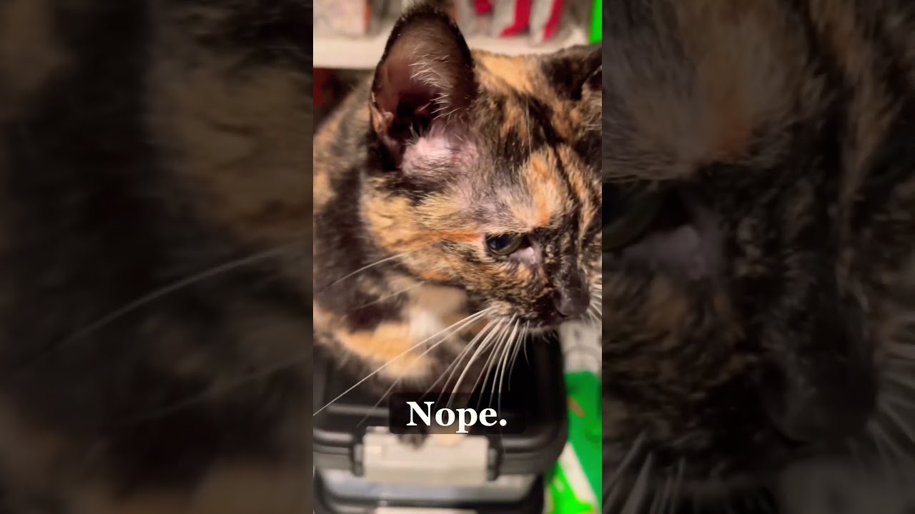 Tabba the Wacky Tortoiseshell Wants All the Puppy Food! 