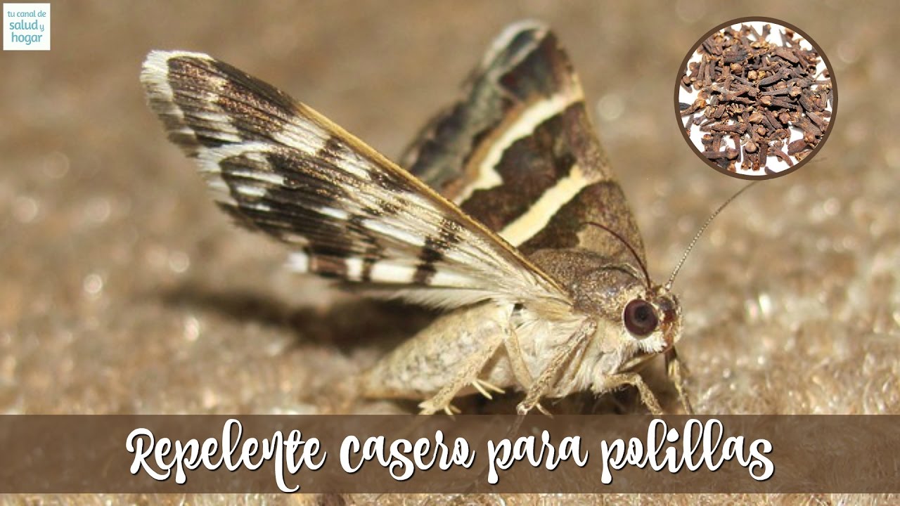 Larvas De Polilla En El Techo Imagen Titulada Get Rid Of Pantry ~ Como Son Las Polillas De La Madera Larvas De Polilla En El Techo Imagen Titulada Get Rid Of Pantry ~ Como Son Las Polillas De La Madera