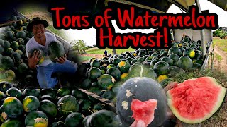 PART 1: TONE-TONELADANG PAKWAN HARVEST #farmlife #watermelon