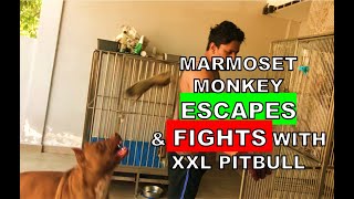 Marmoset Monkey Escapes And Fights With XXL Pitbull