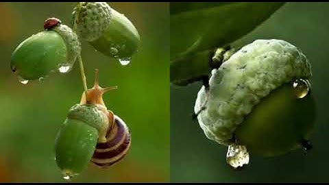 MLZS JHANSI CLASS 3 English Literature Poem 3 Little By Little Lecture 1