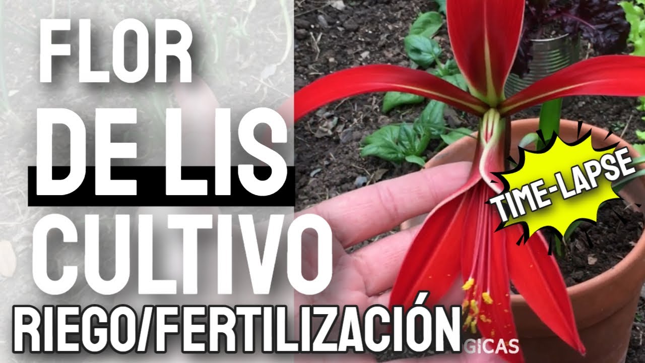 CUIDADOS de la FLOR de LIS (Sprekelia formosissima) - 4K - TIMELAPSE - [?]  ⚜️ -?MIRADASBIOLOGICAS - YouTube