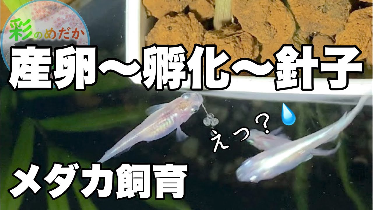 メダカ飼育 泳がない針子が多数孵化 助かる 助からない Youtube