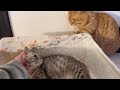【閲覧注意】感動！猫の出産！難産、そして歓喜のドキュメンタリー！