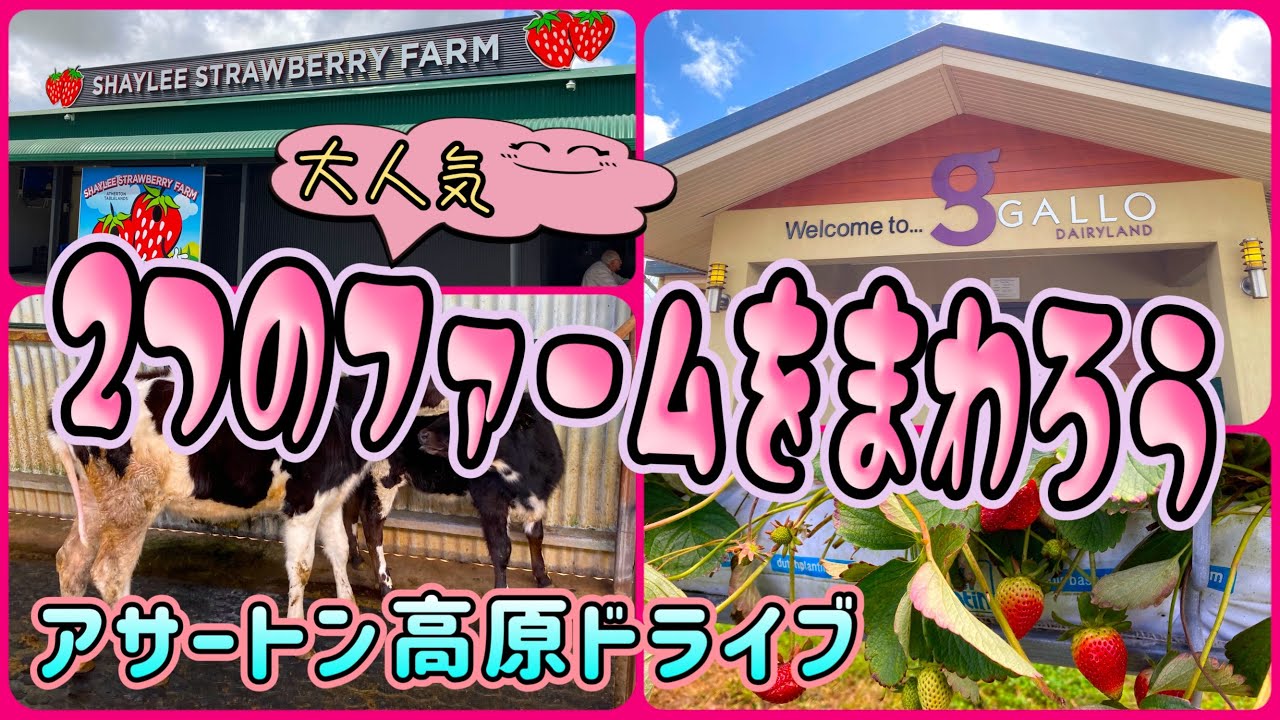 ケアンズドライブ】アサートン高原にある2つの大人気ファームを巡ろう