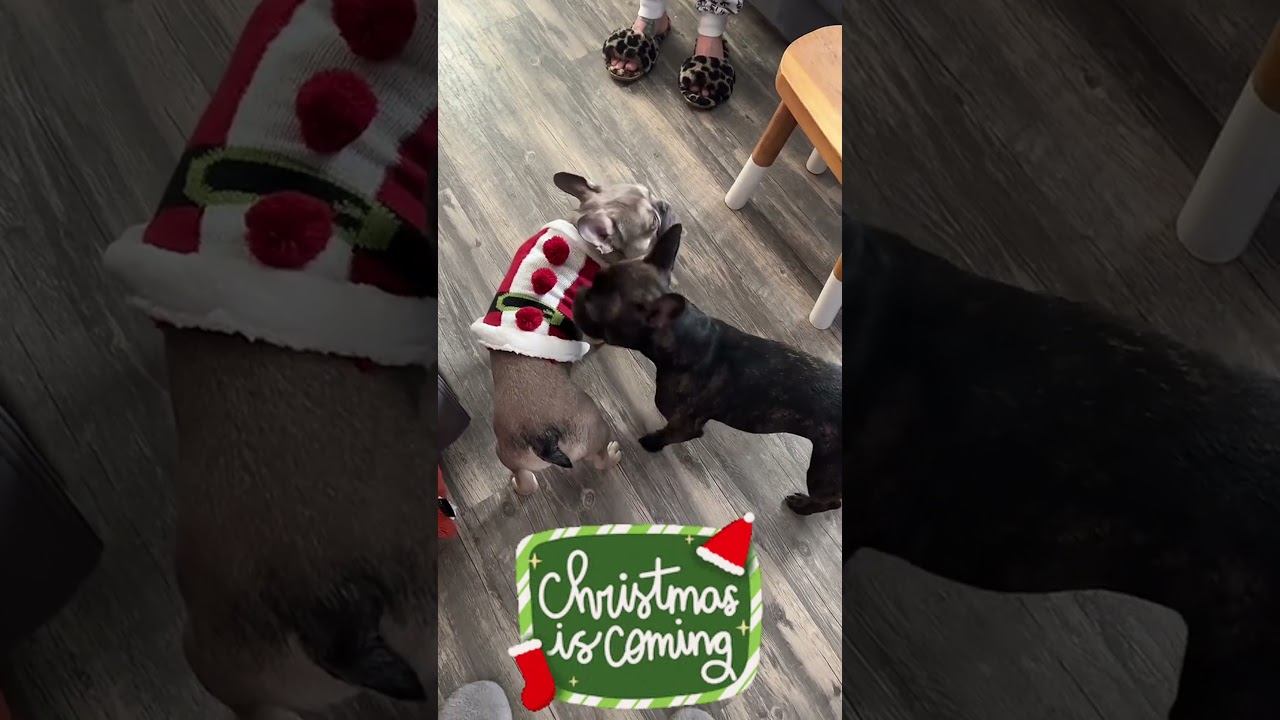 Celebrate Christmas with Love and Dogs 