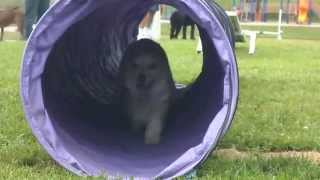 Corgi running the tunnel by trinketbaby 449 views 10 years ago 32 seconds