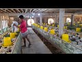 SETING BLOWER KECEPATAN ANGIN PEMBERIAN PAKAN AYAM KANDANG RAK
