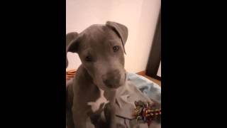 Amstaff Blueline Puppy Selfie Funny