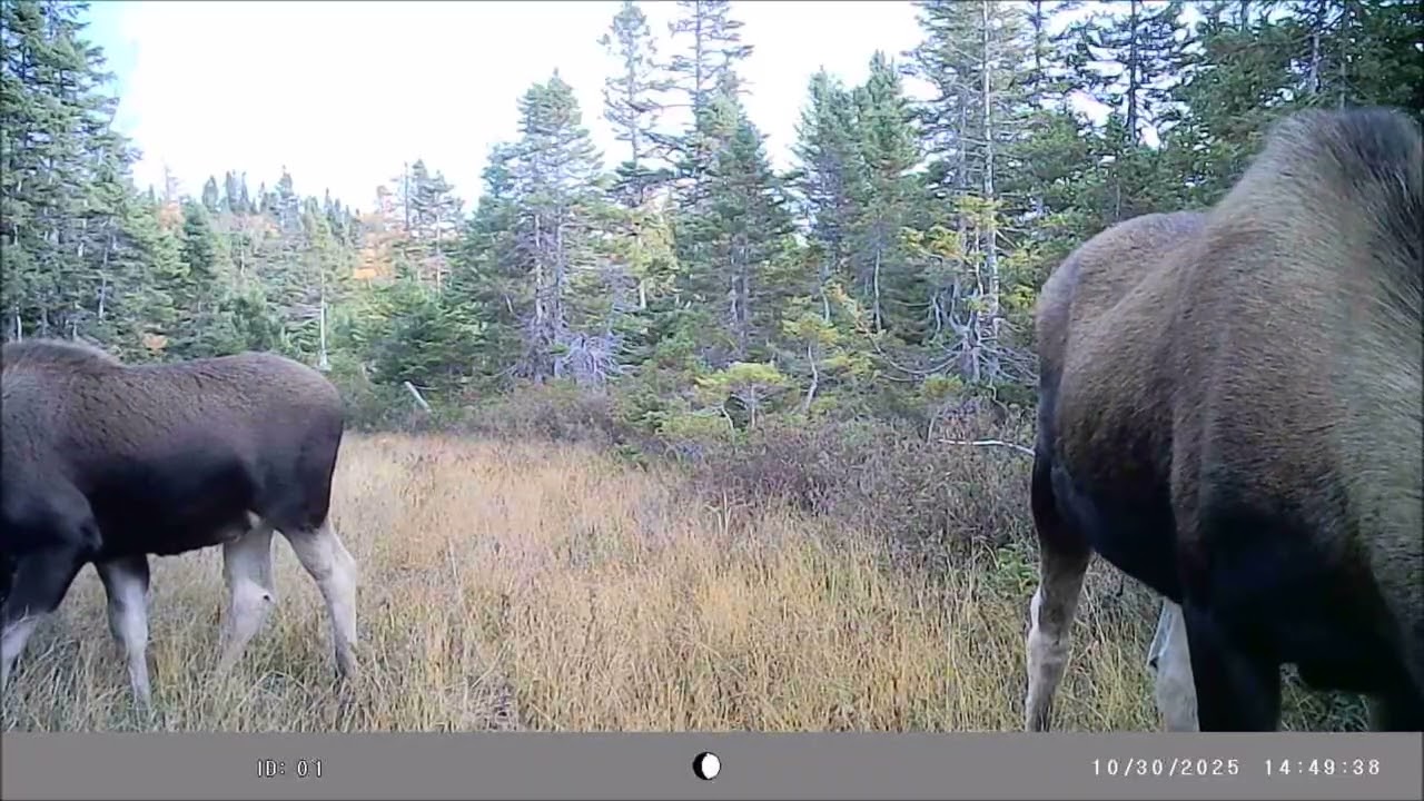 Cow moose and calf feeding