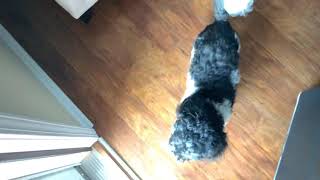 My dog reacts to our doorbell 🐕