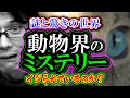【考察】動物界のミステリー「イジられているのか？」謎と驚きが満載の世界