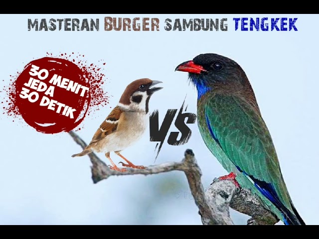 MASTERAN BURGER SAMBUNG TENGKEK BUTO‼️jeda 30 detik class=