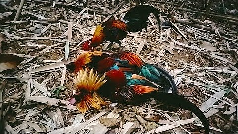 hnub no rov mus dib qaib tau 2 tus dua/9/2/2023/