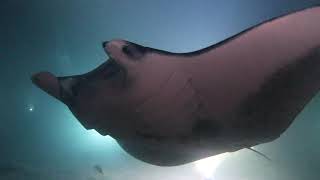 The dance of the Manta Rays, Garden Eel Cove, Kona, September 2019