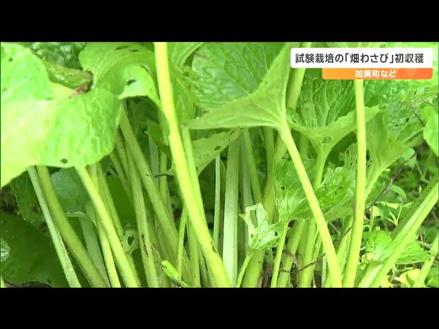 試験栽培の「畑わさび」初収穫 主に茎の部分を業務用として名古屋の