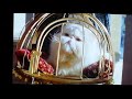 Mr Tinkles Funny Scene 