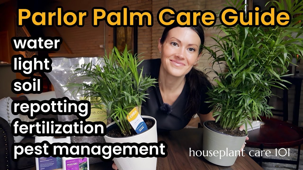 Parlor Palm Plant Care Tips - How To Water, Lighting, Propagate, Repot, Soil - Houseplant Care 101