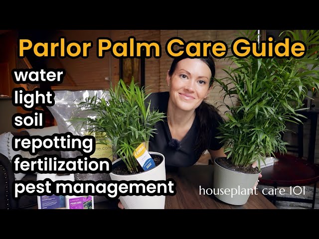 Parlor Palm Plant Care Tips - How To Water, Lighting, Propagate, Repot,  Soil - Houseplant Care 101 - YouTube