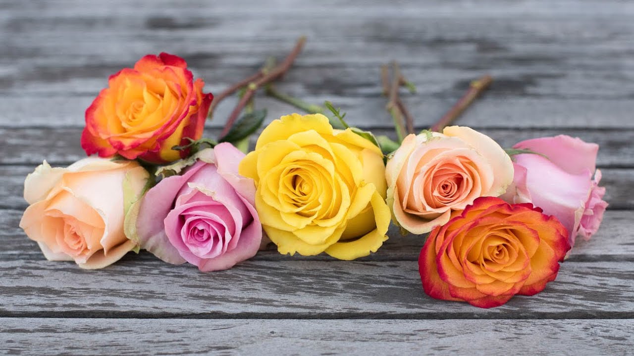 Colourful morning makes the day colourful/different colours of roses/unique flowers🤩