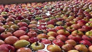 Tasmanian apple growers warn against government’s new backpacker limits