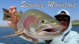HOG CITY - Fly Fishing Spinney Mountain for NONSTOP TROUT