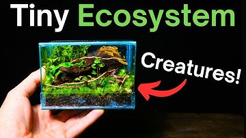 I Made a Tiny Terrarium!
