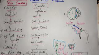 Famous #Guyton Chapter 50 last part, Aqueous Humor formation and drainage, Intraocular pressure,Glaucoma Net Worth