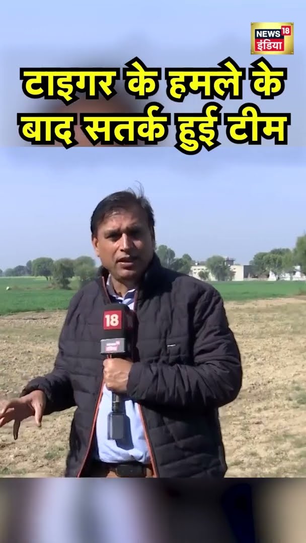 टाइगर के हमले के बाद सतर्क हुई वन विभाग की टीम | Dausa News | News18 India | #Shorts | Hindi News