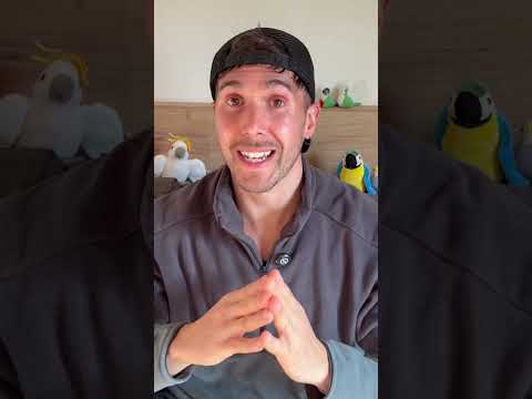 El Loro más PEQUEÑO del Mundo 😱 | Loro Pusio #shorts