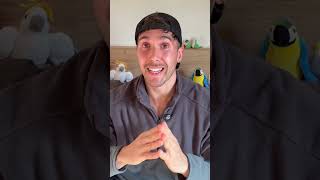 El Loro más PEQUEÑO del Mundo 😱 | Loro Pusio #shorts