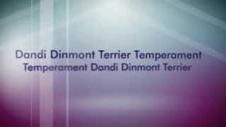 Dandi Dinmont Terrier Temperament by Carmen Montes 78 views 9 years ago 41 seconds