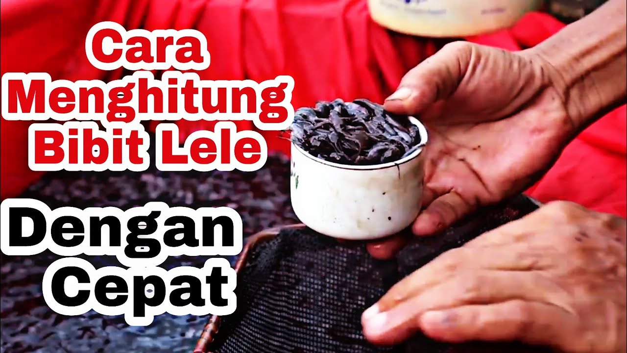 CARA MENGHITUNG BIBIT LELE SECARA MANUAL - YouTube