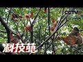 《科技苑》 住在树上的“霸王鸡” 20180712 | CCTV农业