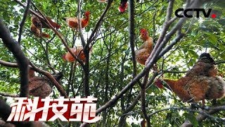 《科技苑》 住在树上的“霸王鸡” 20180712 | CCTV农业