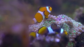Saltwater fish in slow motion