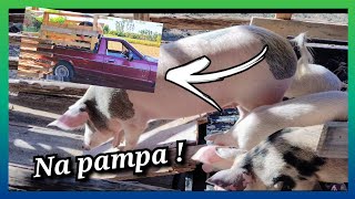 Levamos os PORCOS na Pampa para o rancho !! by Rancho Leguminoso 297 views 2 years ago 2 minutes, 58 seconds