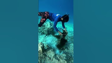 octopus hunting #octopus #reef #sea #maldives