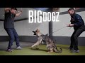 Training £150k Protection Puppies | BIG DOGZ