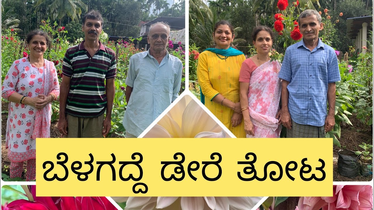 Dahlia Vlog / ಬೆಳಗದ್ದೆ / Kannada vlogs with Pratibha