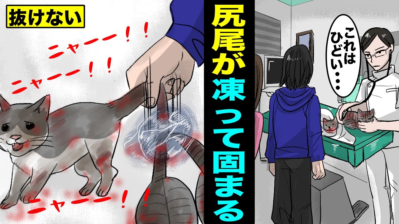 漫画 山奥の水溜りで尻尾が凍って動けなくなっている３匹の子猫を発見 なぜこんな山奥に子猫がいるのか マンガ動画 Youtube