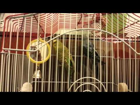 მოჩხუბარე ჩიტები