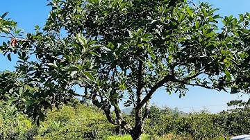 Một mẫu đất bằng đẹp giá 2ty còn thương lượng.vị trí gần kdl thác ba giọt.rẻ lắm rồi anh chị ơi.