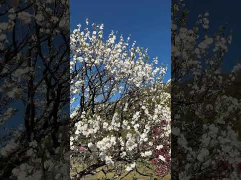 花桃が満開♪「花桃の里」長野県阿智村、旅館「月川」付近、2025.4.29。深紅、薄桃色、入り混じってとてもきれい♪まるで桃源郷♪観光客も超絶多数！道中の道は園原インターの手前から大渋滞