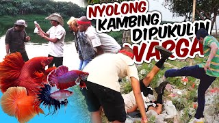 GREBEK @PANJIPETUALANG_REAL  Yang berduaan sama @dediyusolianto  | MONITORING IKAN CUPANG