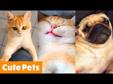 Silliest Cute Animals | Funny Pet Videos